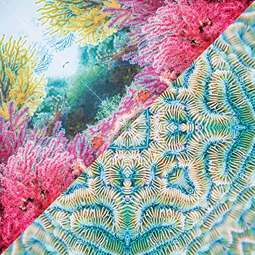 Undersea Undersea